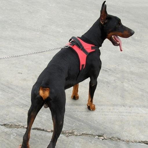 Dog Soft Adjustable Harness